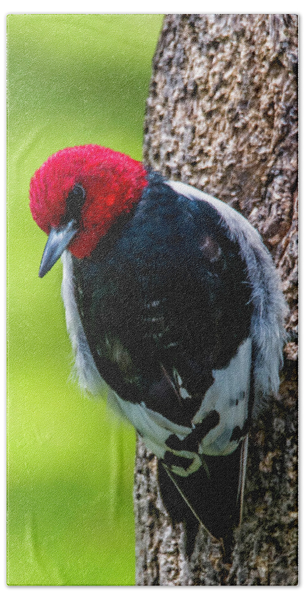 Bird Beach Towel featuring the photograph Red-headed Woodpecker by Skip Tribby