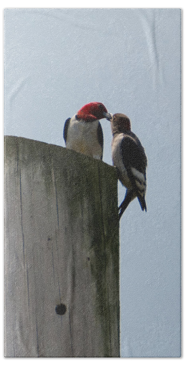 Red Headed Woodpeckers Beach Towel featuring the photograph Red Headed Woodpeckers by Holden The Moment