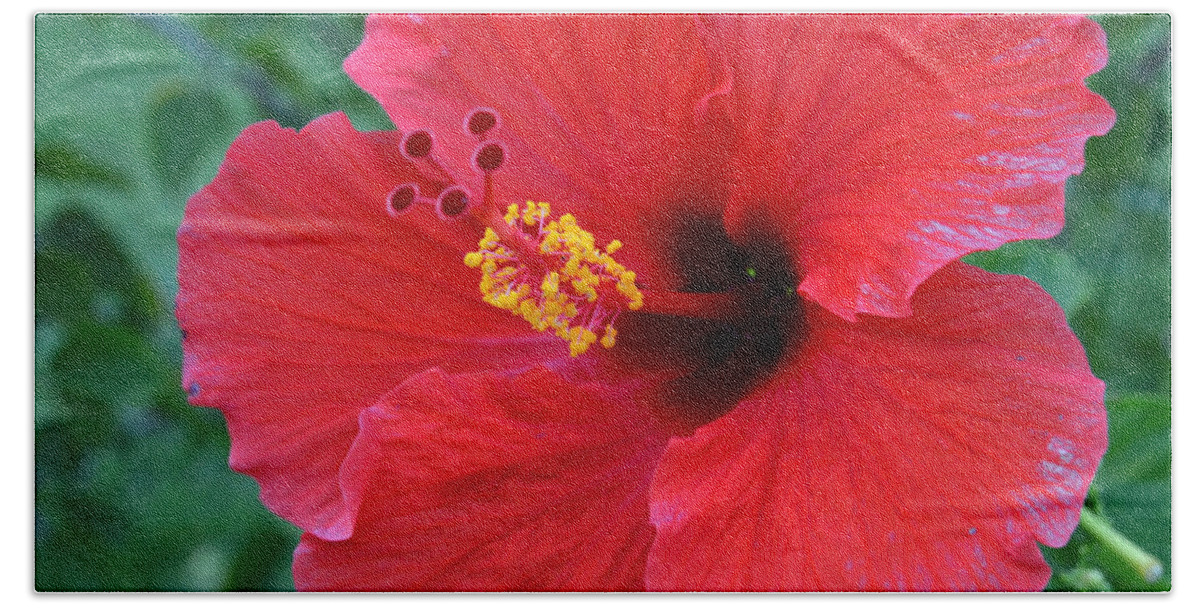 Flower Beach Towel featuring the photograph Red Hibiscus 1 by Amy Fose