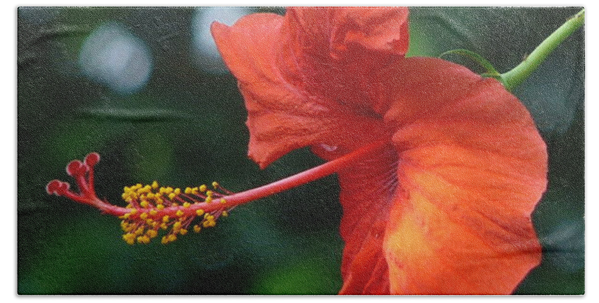 Flower Beach Towel featuring the photograph Red Hibiscus by Valerie Ornstein