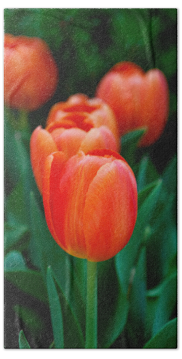 Spring Flowers Beach Sheet featuring the photograph Red Tulips by Az Jackson