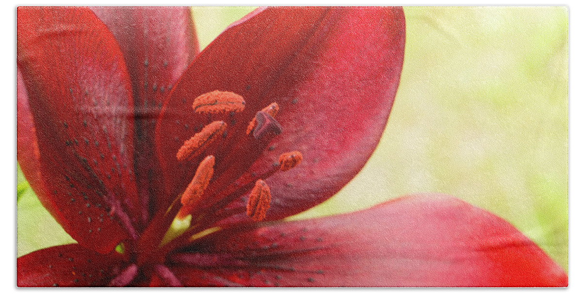 Red Lily Beach Towel featuring the photograph Red lily for wealth and prosperity. by Elena Perelman
