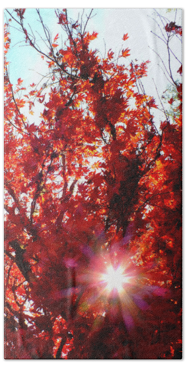 Trees Beach Towel featuring the photograph Red Maple Burst by Wendy McKennon