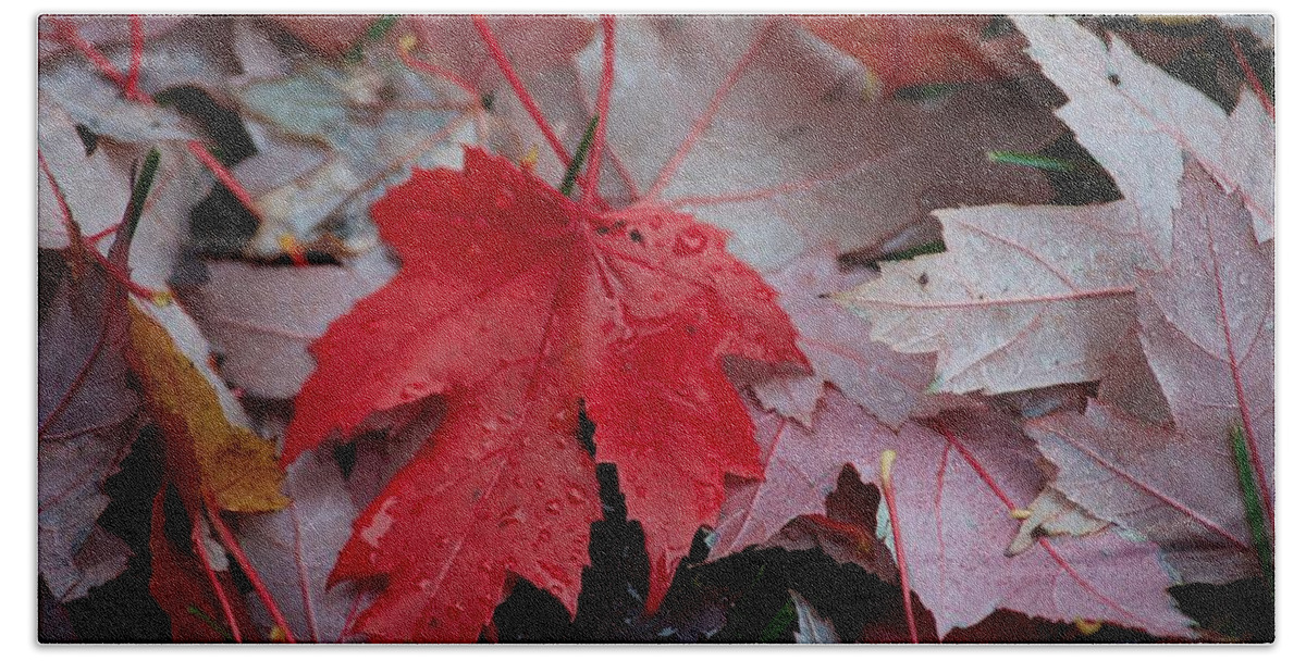 Leaves Beach Towel featuring the photograph Red Maple Leaf by Hella Buchheim