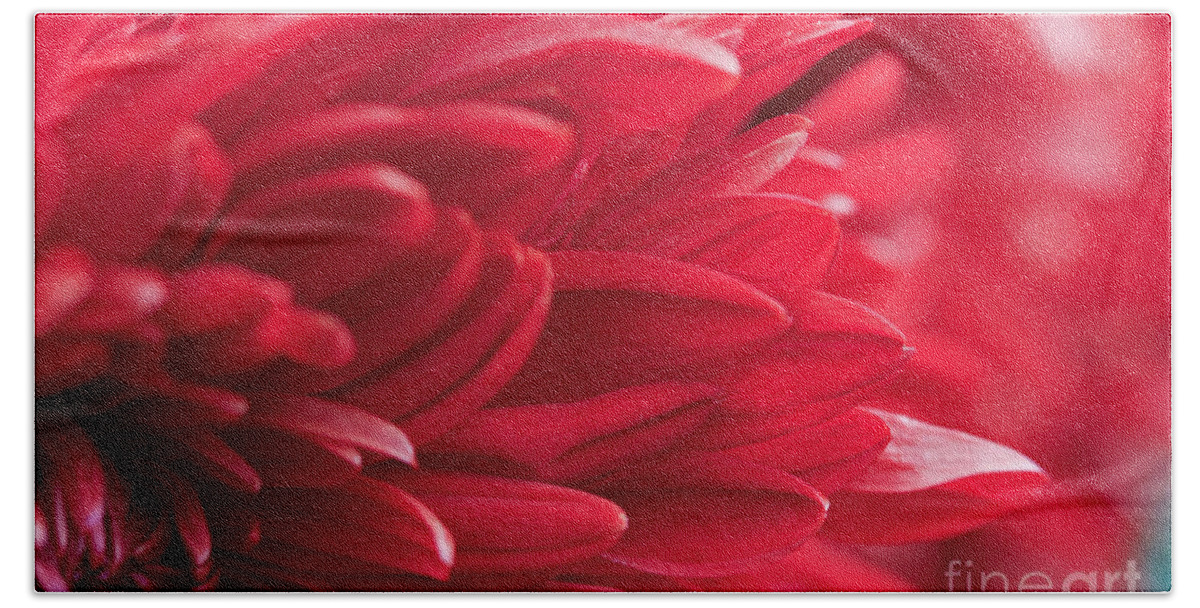 Red Beach Towel featuring the photograph Red Mum by Jim Gillen