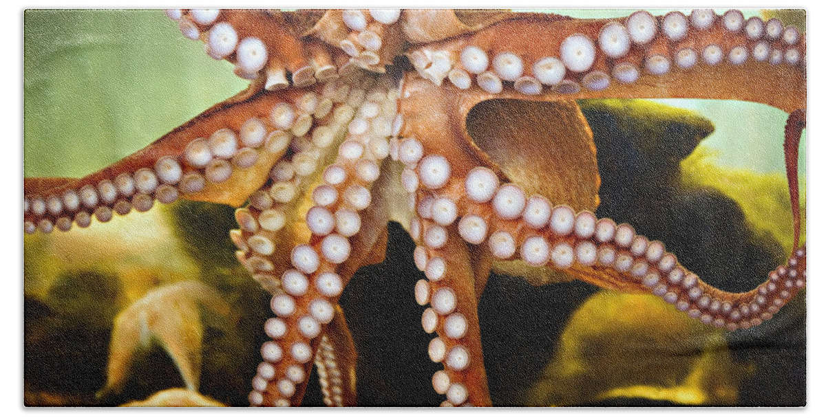 Aquarium Beach Sheet featuring the photograph Red Octopus by Marilyn Hunt