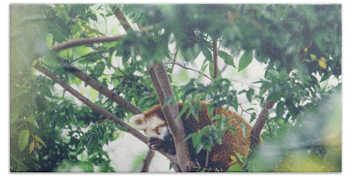 Red Panda Beach Towel featuring the photograph Red Panda by Jamie Cook