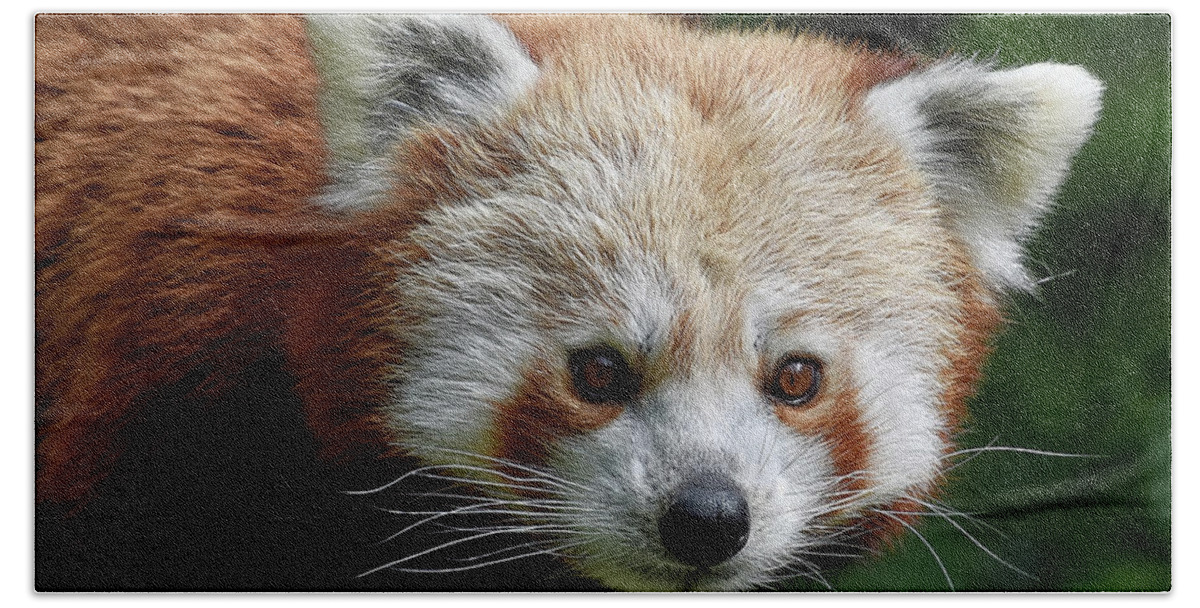 Red Beach Towel featuring the photograph Red Panda by Kuni Photography