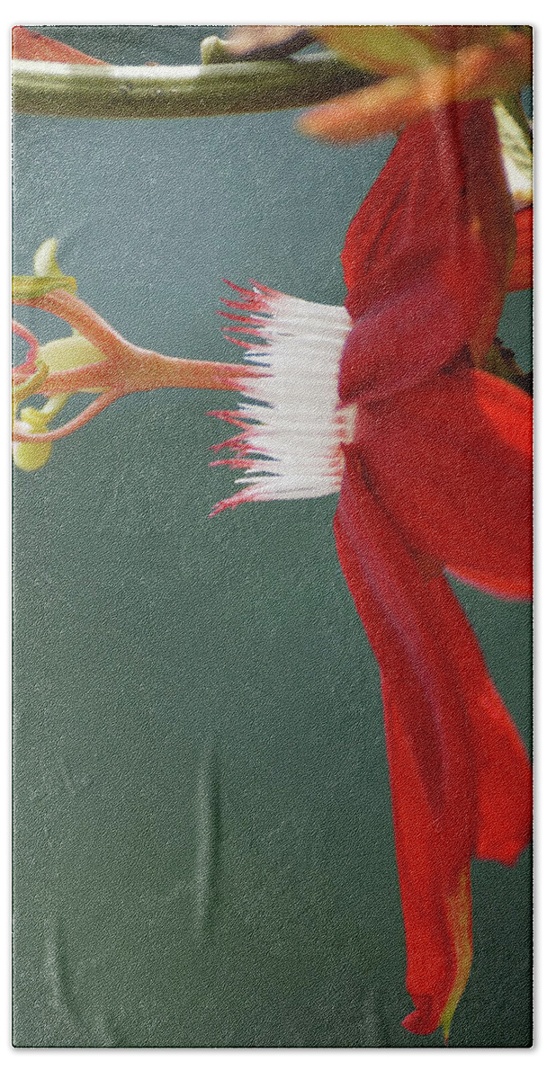 Passion Flower Beach Towel featuring the photograph Red Passion Flower by Rebekah Zivicki