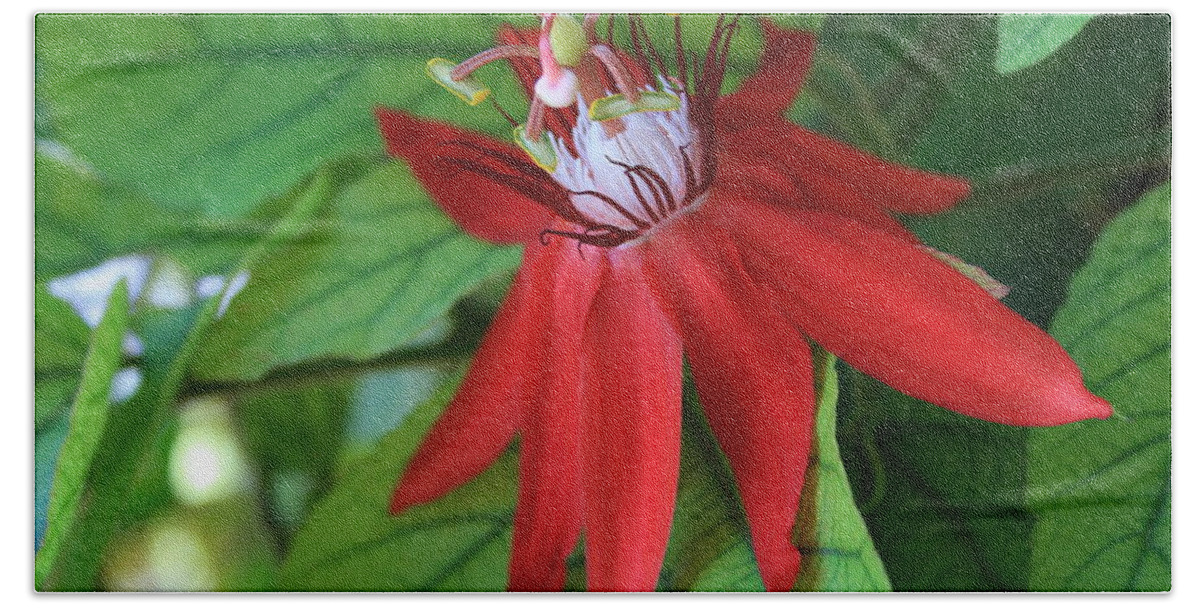 Red Passion Beach Towel featuring the photograph Red Passion by Marna Edwards Flavell