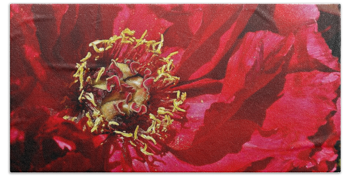  Beach Towel featuring the photograph Red Peony in the Spring. by Bruce Bley