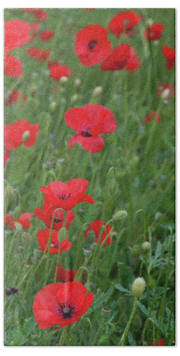 Poppy Beach Towel featuring the photograph Red poppie anemone field by Michalakis Ppalis