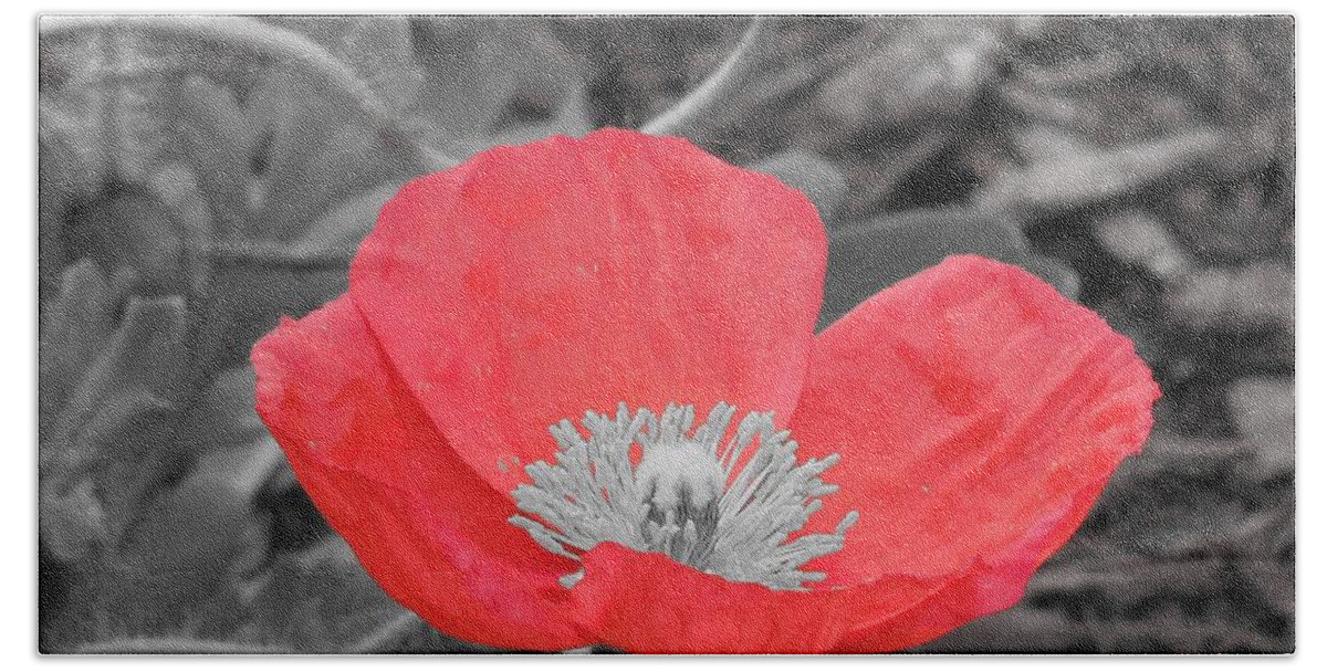 Poppy Beach Sheet featuring the photograph Red Poppy Flower by Chad and Stacey Hall