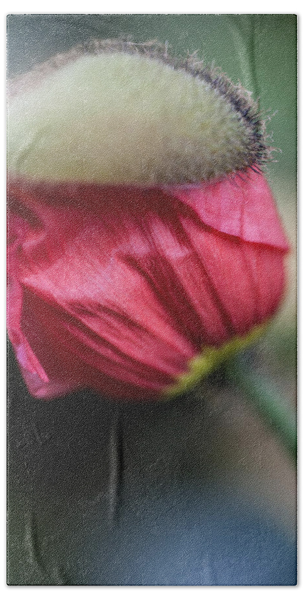 Flowers & Plants Beach Towel featuring the photograph Red poppy sneaking out by Jeff Folger