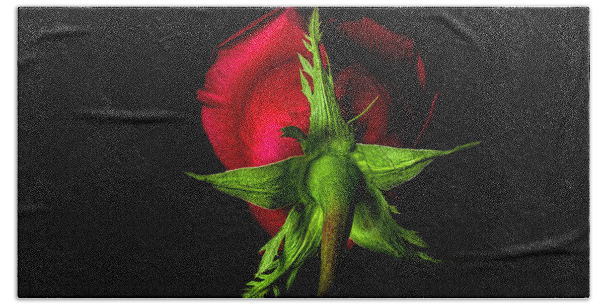Red Beach Towel featuring the photograph Red Rose in Reverse by Zev Steinhardt