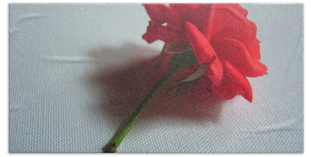 Red Beach Towel featuring the photograph Red Rose Plucked by Usha Shantharam