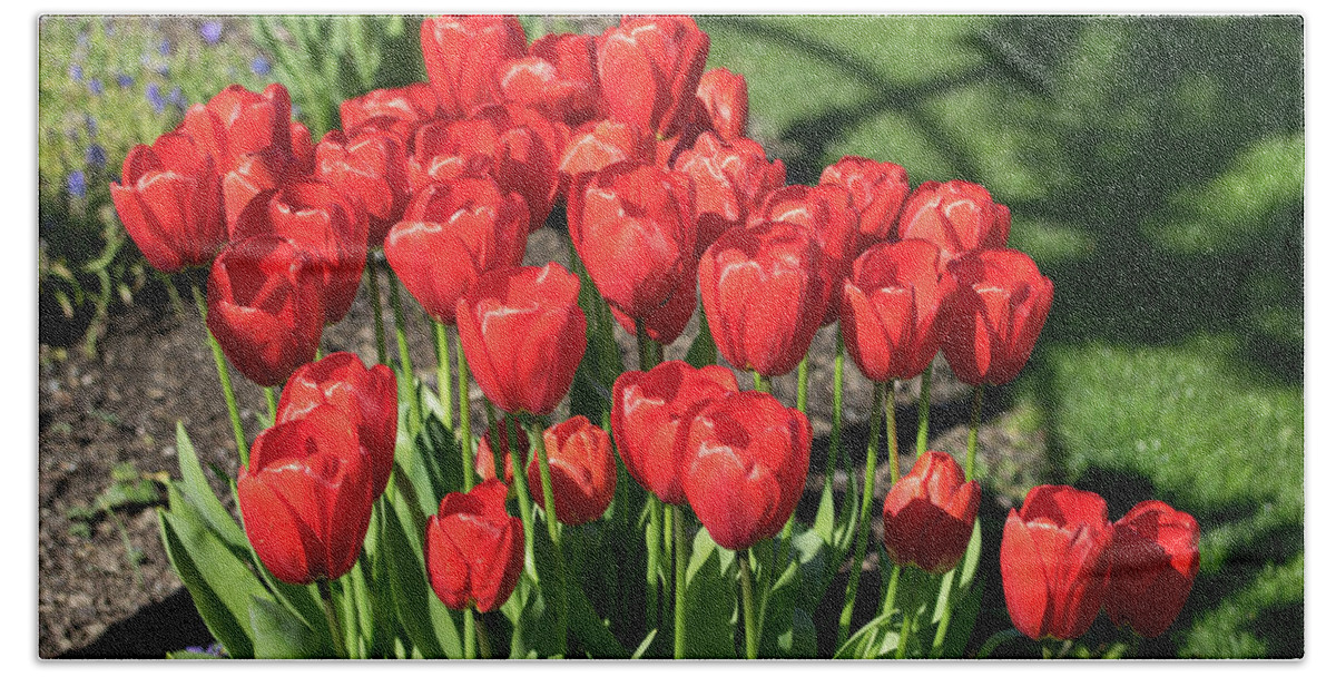 Red; Tulips; Springtime; Flowers; Bouquet; Skagit County; Spring; Farm; Fertile; Crops; Agriculture; Mt Vernon; Farmland; Plant; Grow; Cultivate; Harvest; Rural; Beauty; Washington; Skagit County Beach Towel featuring the photograph Red Royalty by Tom Cochran