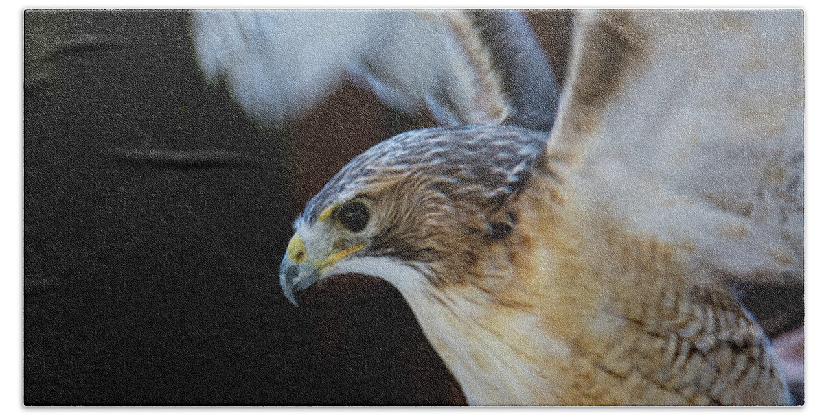 Birds Of Prey Beach Towel featuring the photograph Red-shouldered Hawk No.2 by John Greco