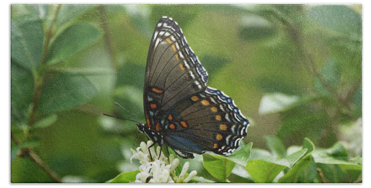 Red-spotted Purple Butterfly Beach Sheet featuring the photograph Red-spotted Purple Butterfly on Privet Flowers 2 by Robert E Alter Reflections of Infinity