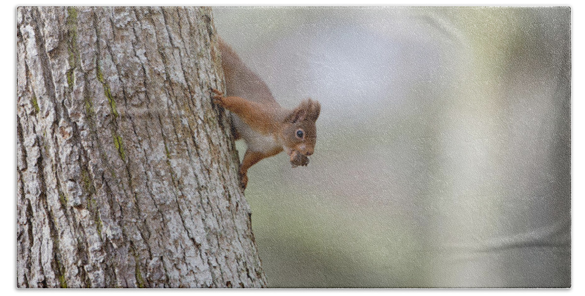 Red Beach Towel featuring the photograph Red Squirrel Climbing Down A Tree by Pete Walkden