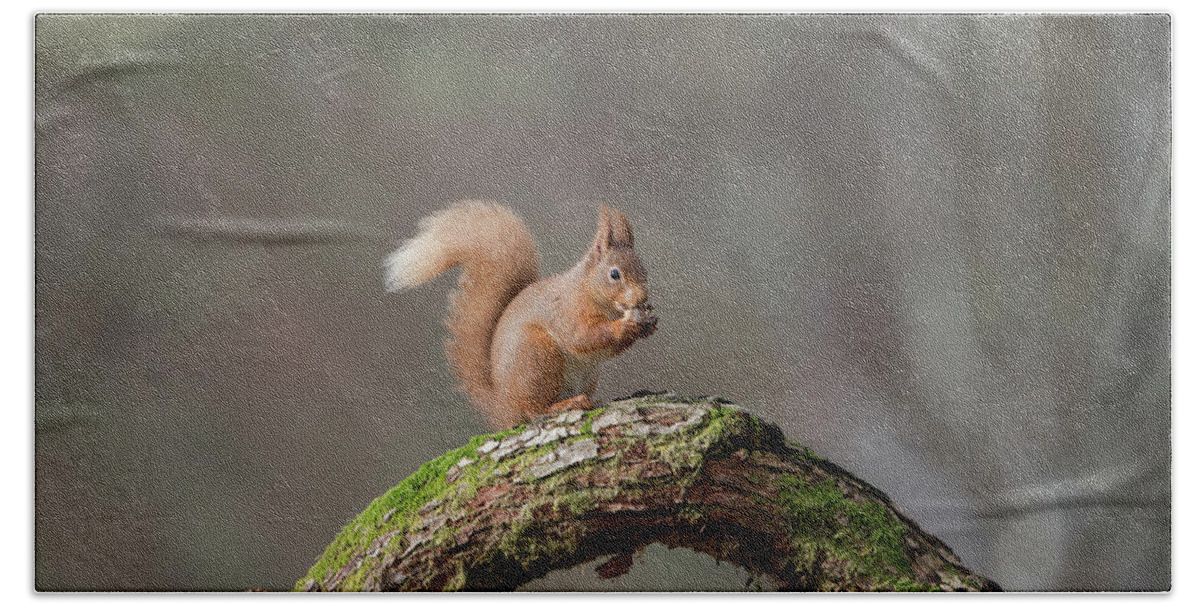 Red Beach Towel featuring the photograph Red Squirrel Eating A Hazelnut by Pete Walkden