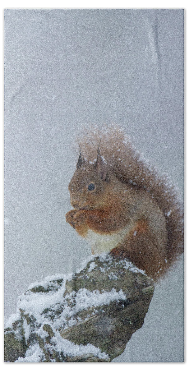 Red Beach Towel featuring the photograph Red Squirrel In A Blizzard by Pete Walkden