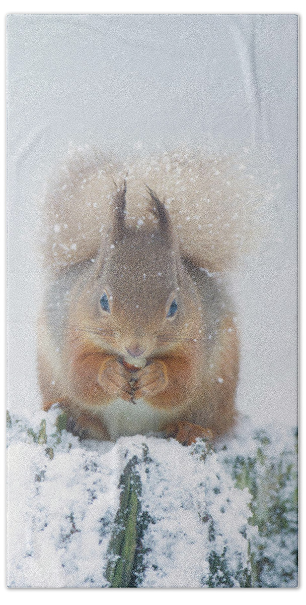 Red Beach Towel featuring the photograph Red Squirrel Nibbles A Nut In The Snow by Pete Walkden