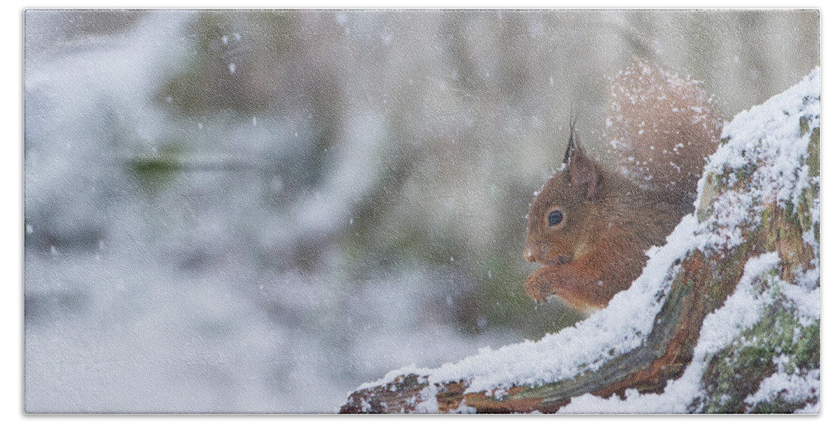 Red Beach Towel featuring the photograph Red Squirrel On Snowy Stump by Pete Walkden