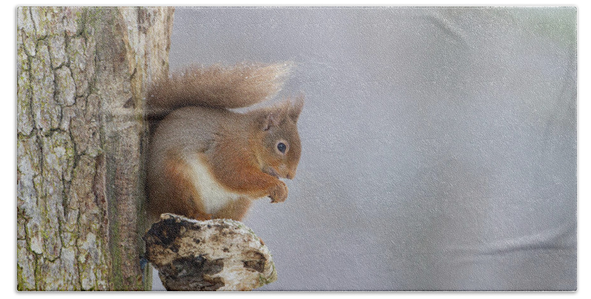 Red Beach Towel featuring the photograph Red Squirrel On Tree Fungus by Pete Walkden