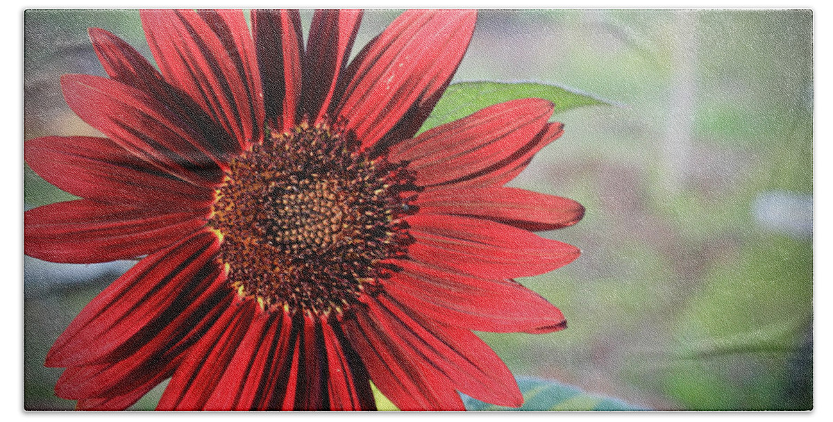 Red Beach Towel featuring the photograph Red Sunflower by April Burton