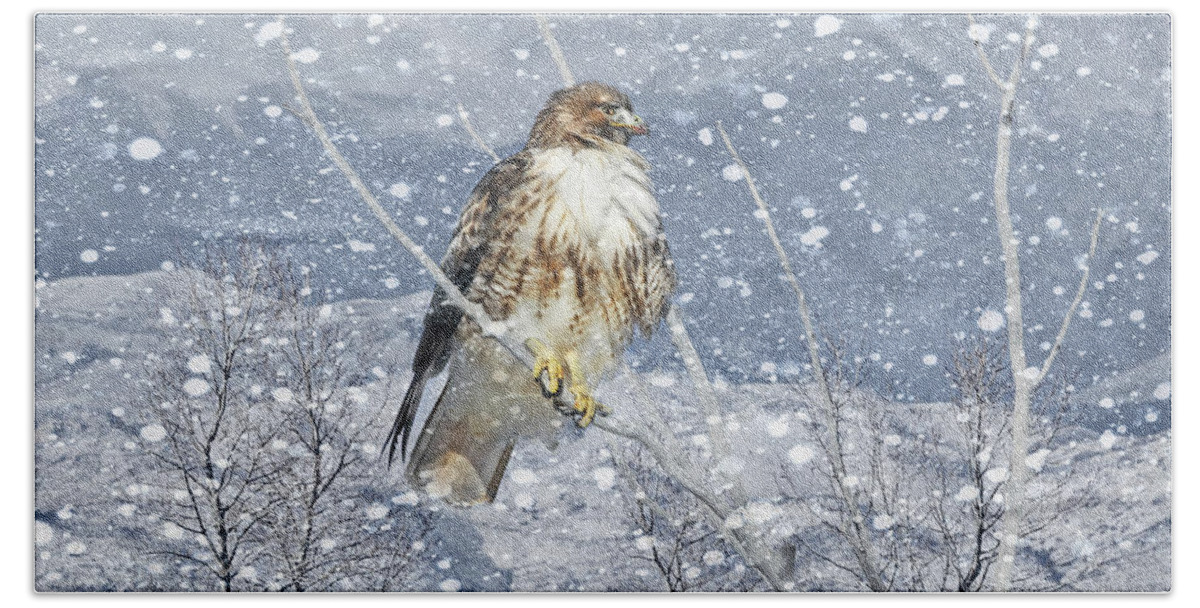 Red Tail Hawk Beach Towel featuring the photograph Red Tail Hawk Winter by Jennie Marie Schell
