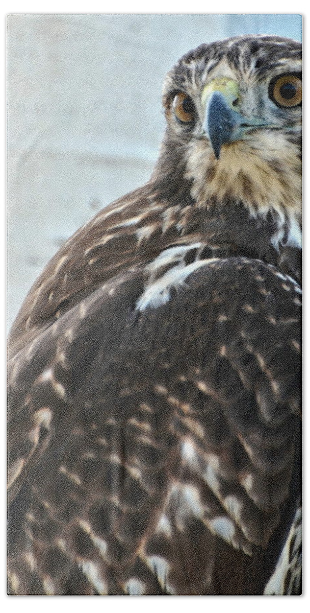 Hawk Beach Towel featuring the photograph Red Tailed Hawk by Amy McDaniel