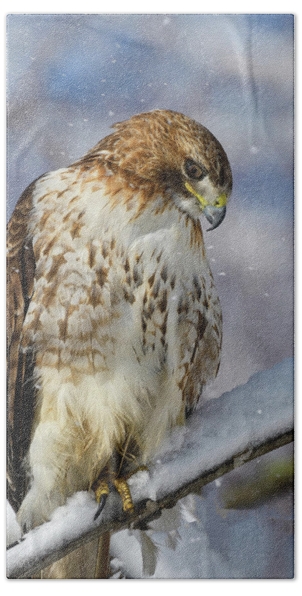Red Tailed Hawk Beach Towel featuring the photograph Red Tailed Hawk, Glamour Pose by Michael Hubley