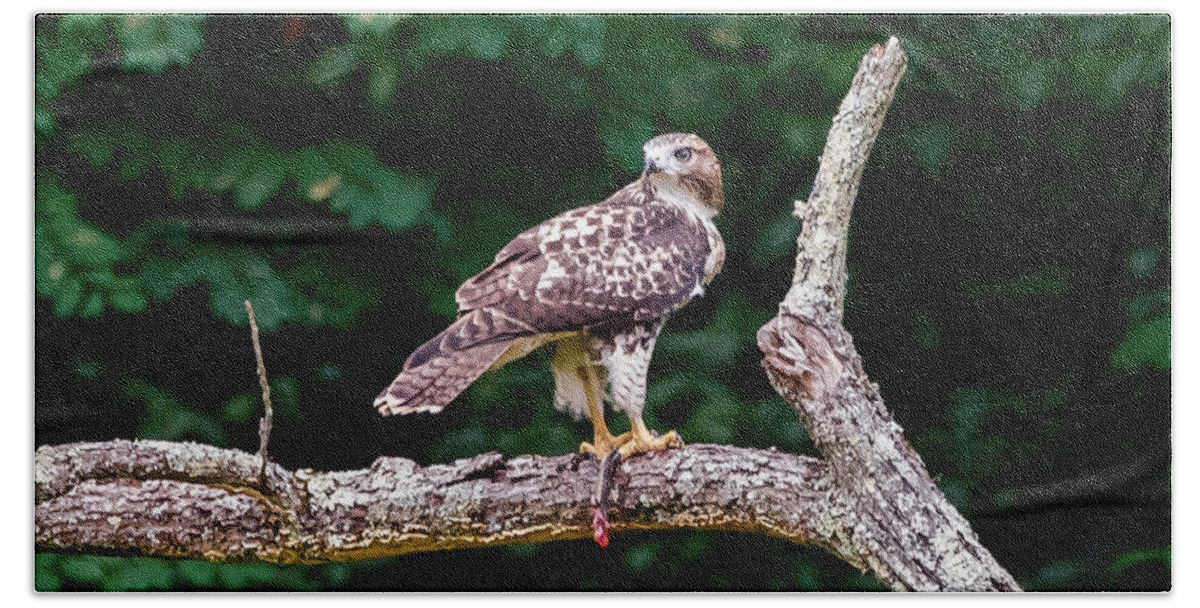 Red-tailed Hawk Beach Towel featuring the photograph Red-Tailed Hawk by Holden The Moment