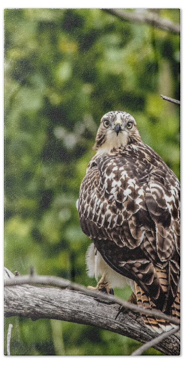 Animals Beach Towel featuring the photograph Red-tailed Hawk Light Morph by Dawn Key