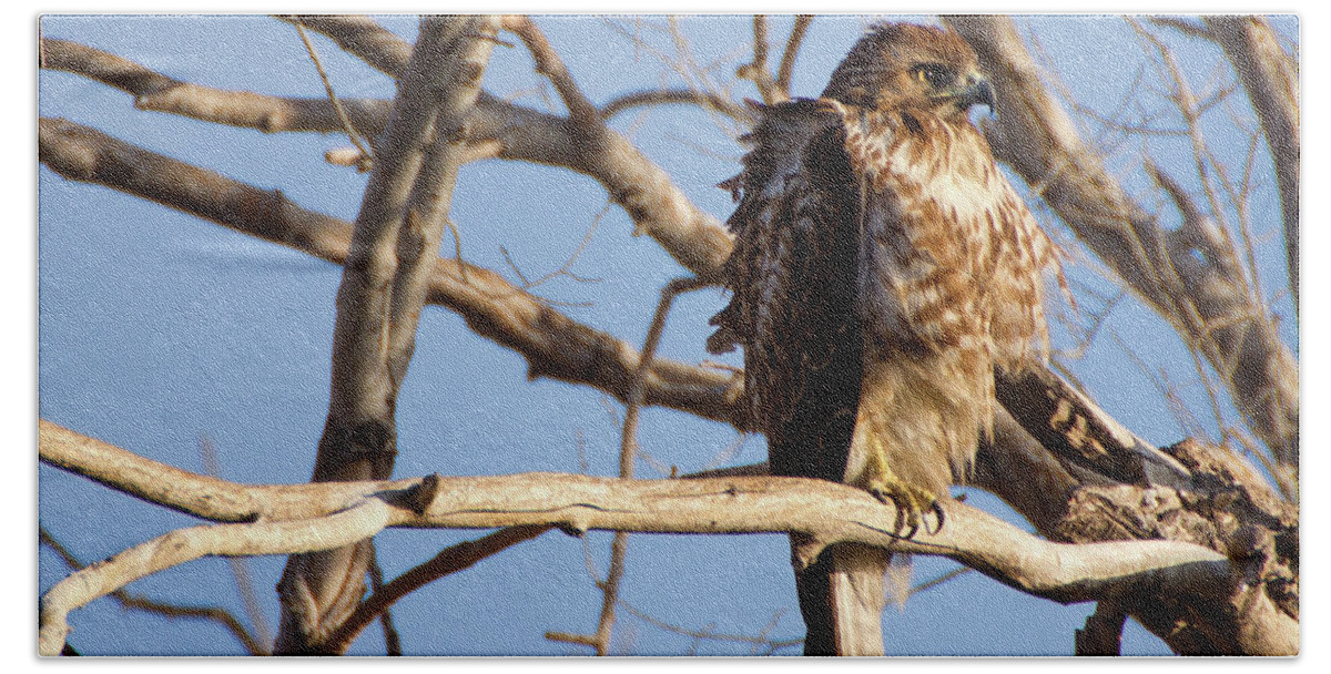 Hawk Beach Towel featuring the photograph Red Tailed by John De Bord