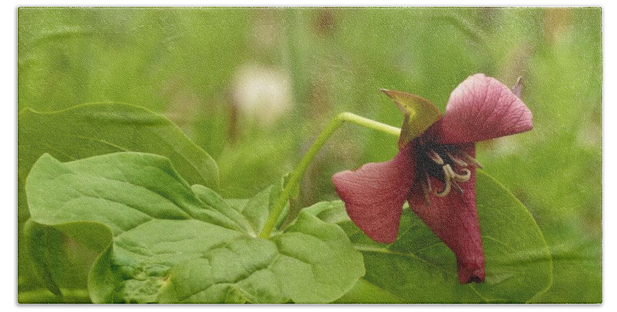Trillium Beach Towel featuring the photograph Red Trillium by Betty-Anne McDonald