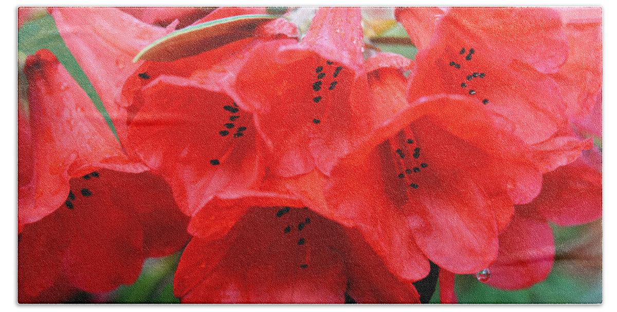Rhododendron Beach Towel featuring the photograph Red Trumpet Rhodies by Ginny Barklow
