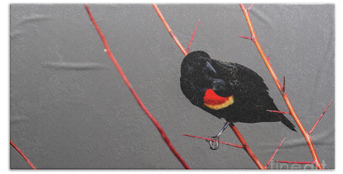Red-winged Blackbird Beach Towel featuring the photograph Red Twigs by Jim Garrison