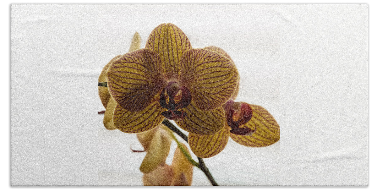 Orchid Beach Towel featuring the photograph Red Veined Orchid by Kirt Tisdale