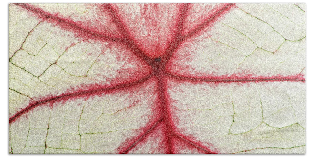 Coleus Beach Towel featuring the photograph Red Veins of a Coleus Plant by Don Johnson