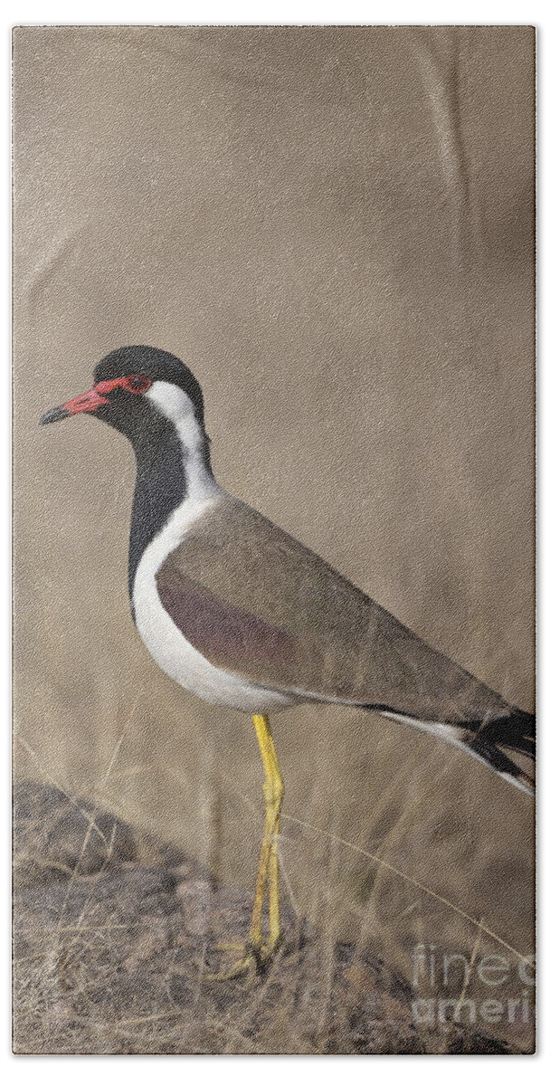 Red-wattled Lapwing Beach Towel featuring the photograph Red-wattled Lapwing by Bernd Rohrschneider/FLPA
