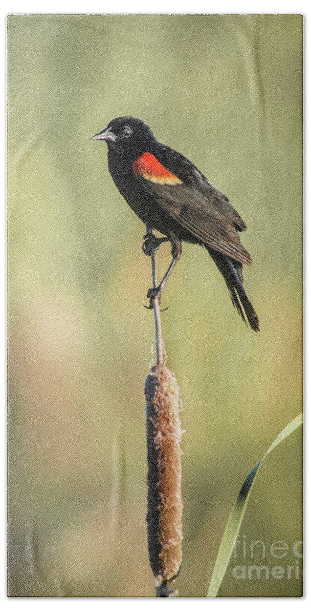 Nature Beach Sheet featuring the photograph Red-wing On Cattail by Robert Frederick