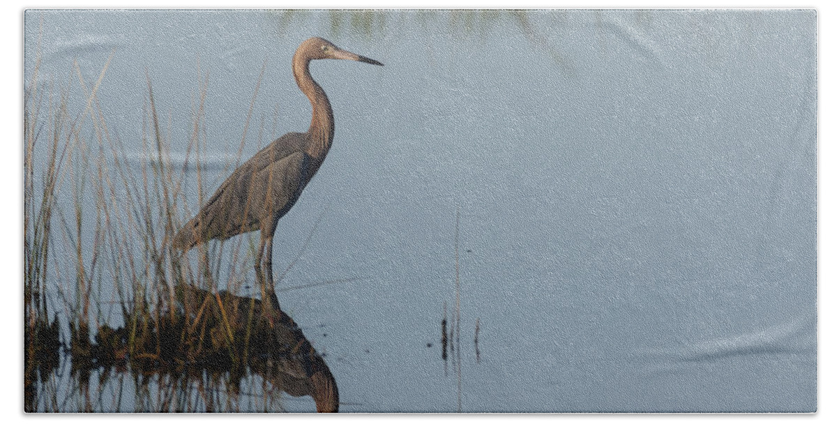 Reddish Beach Towel featuring the photograph Reddish Egret and reflection in the morning light by David Watkins
