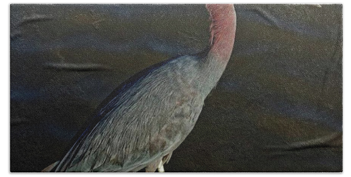 Wildlife Beach Towel featuring the photograph Reddish Egret Wading #1 by Marvin Reinhart