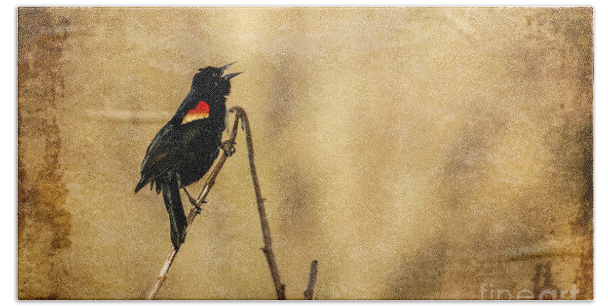 Red Winged Blackbird Beach Towel featuring the photograph Redwinged Blackbird by Eleanor Abramson