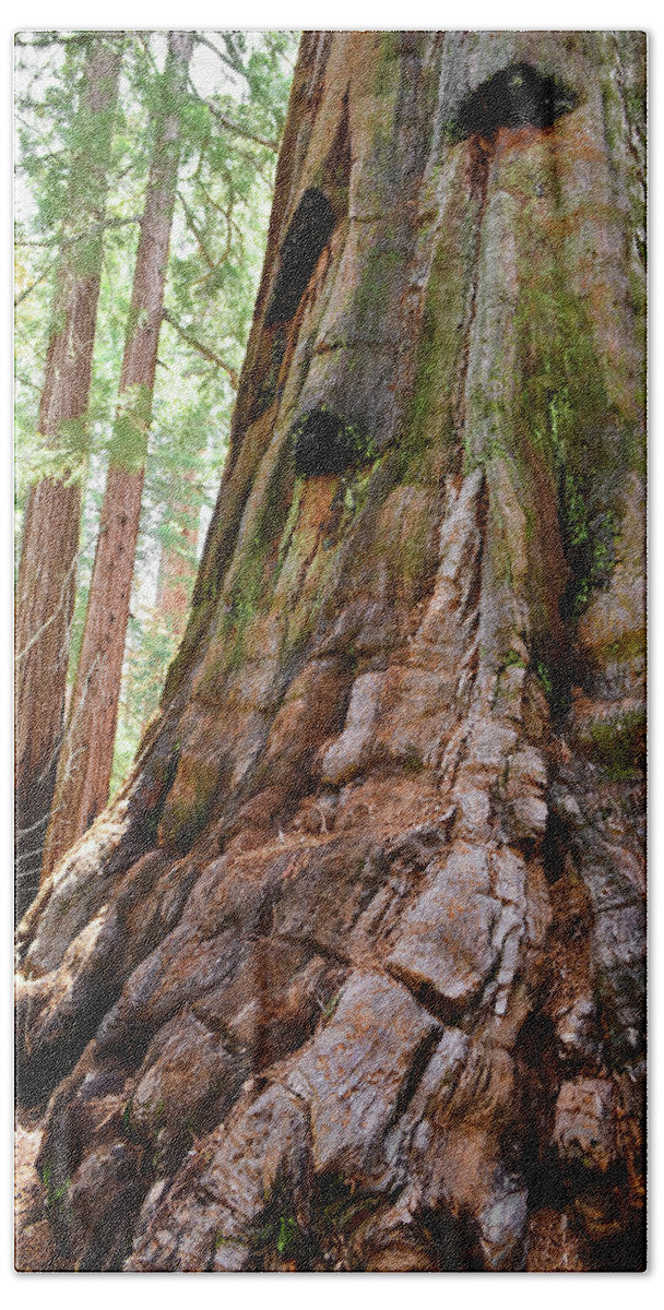 Sequoia National Park Beach Towel featuring the photograph Redwood Mountain Grove Giant Sequoia Portrait by Kyle Hanson