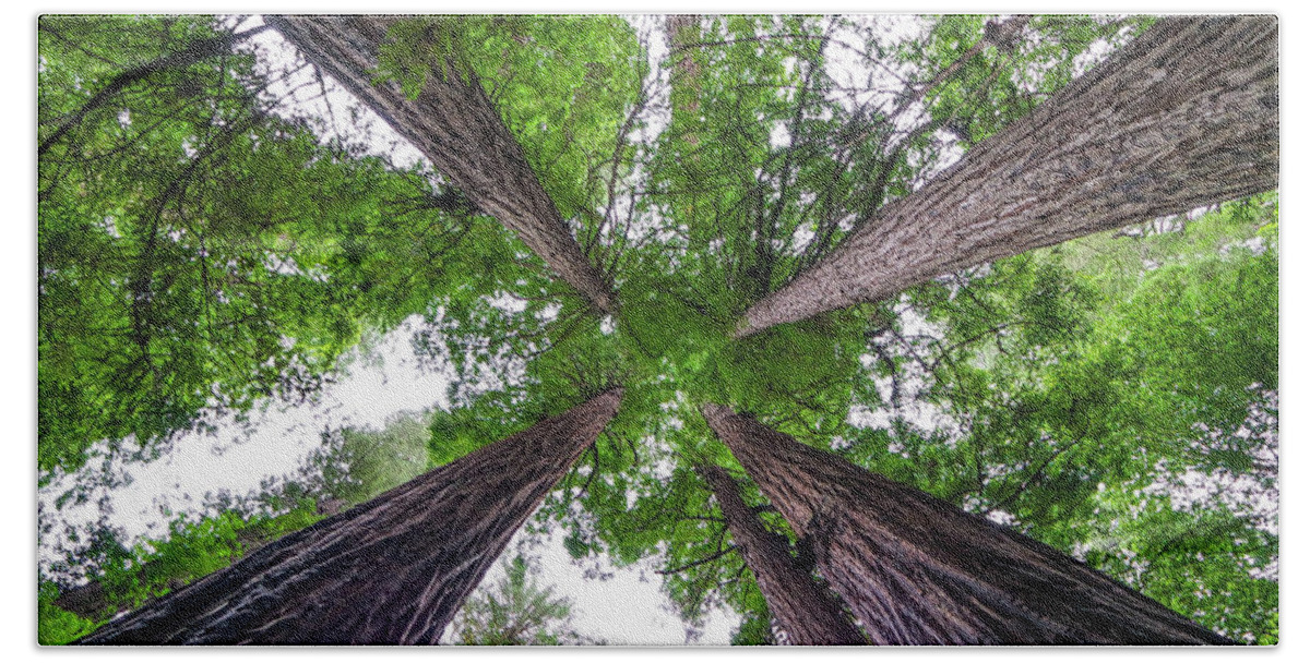 Redwood Beach Towel featuring the photograph Redwood Tree by Henri Irizarri