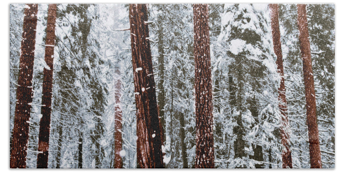 Landscape Beach Towel featuring the photograph Redwoods in Snow by Karen W Meyer