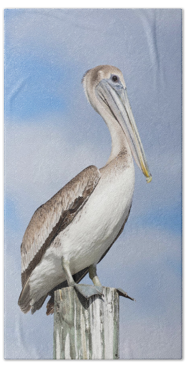 Borwn Pelican Beach Towel featuring the photograph Regal Bird by Eilish Palmer